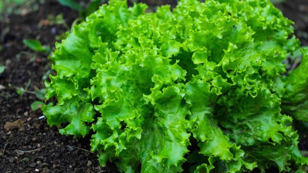 Lettuce Salad