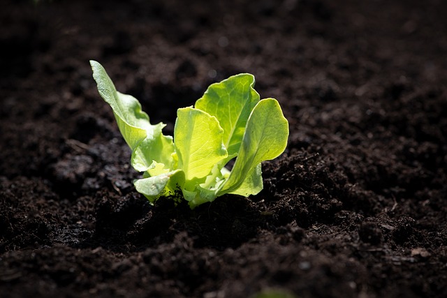 Lettuce Seedling