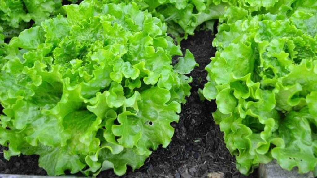 Lettuce in a Roof Garden