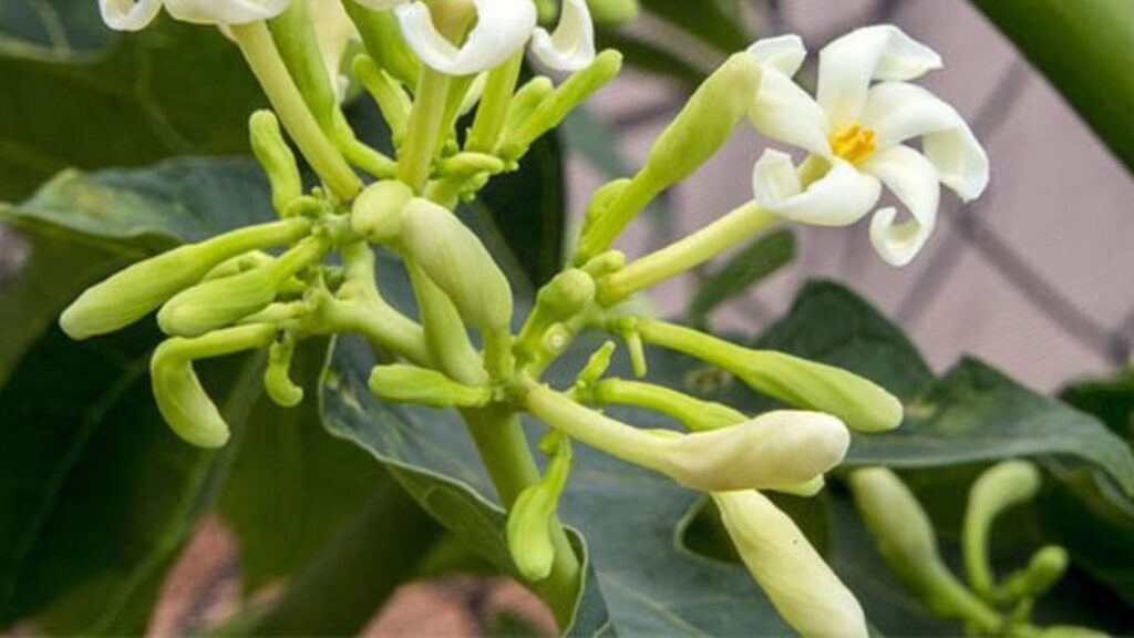 Male Papaya flower