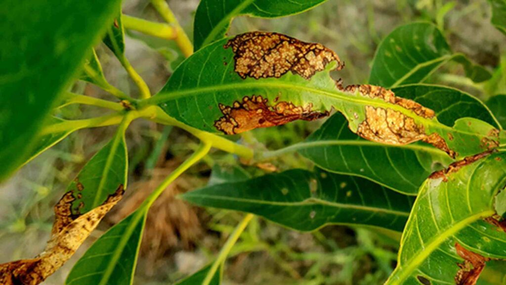 Mango Anthracnose