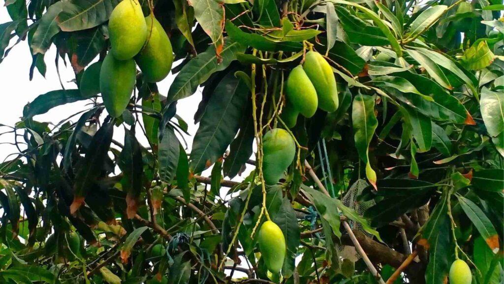 Mango Fruits on Roof Garden