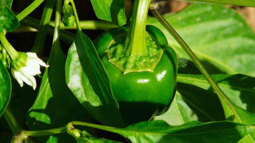 Matured Capsicum