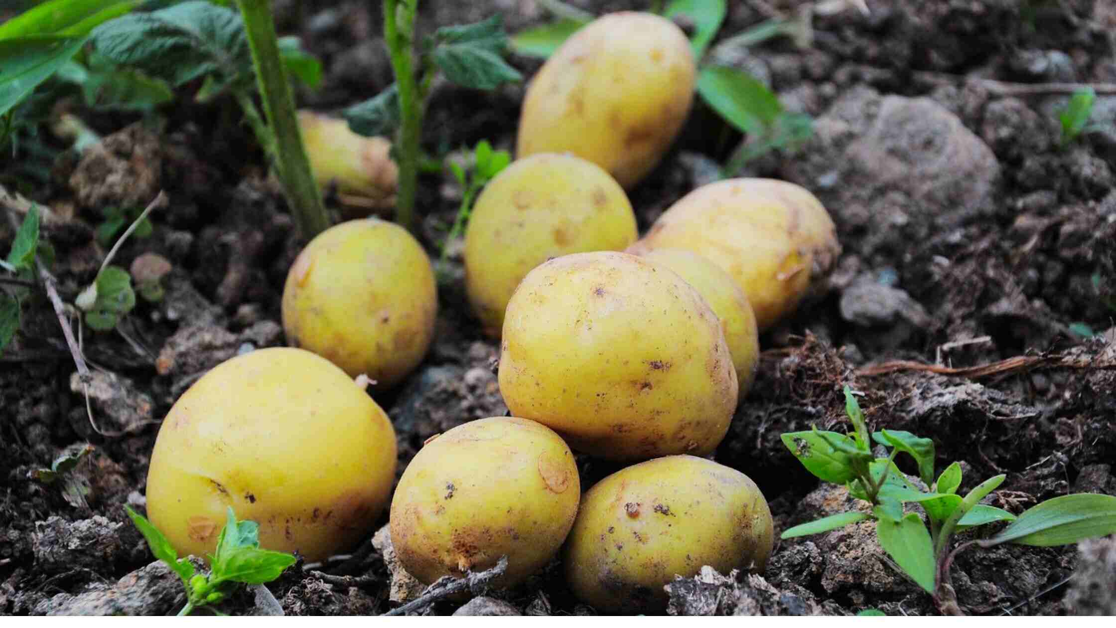 Matured Potatoes