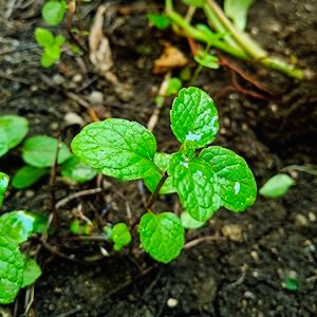 Mint Cuttings