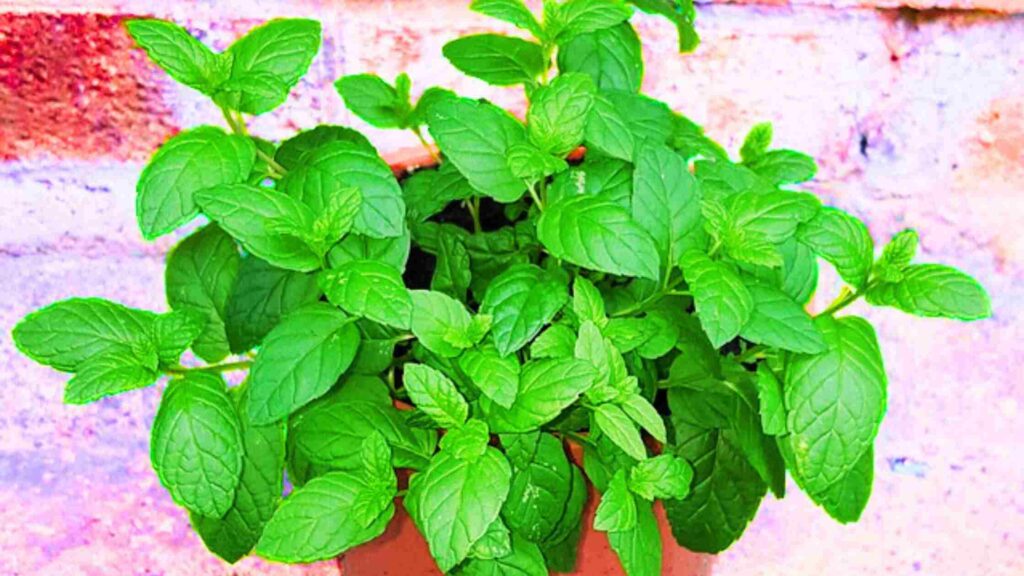 Mint Plant