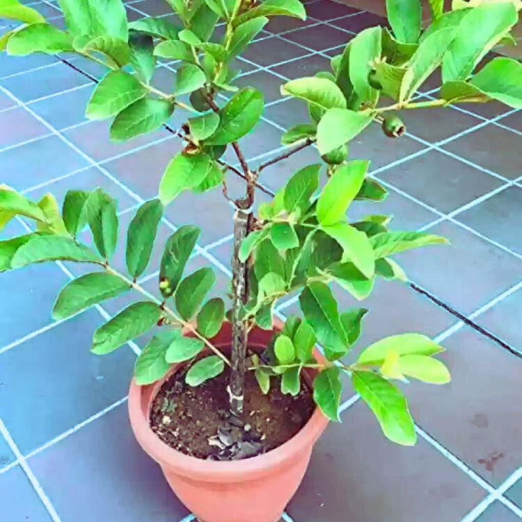 Nursery Guava Plant