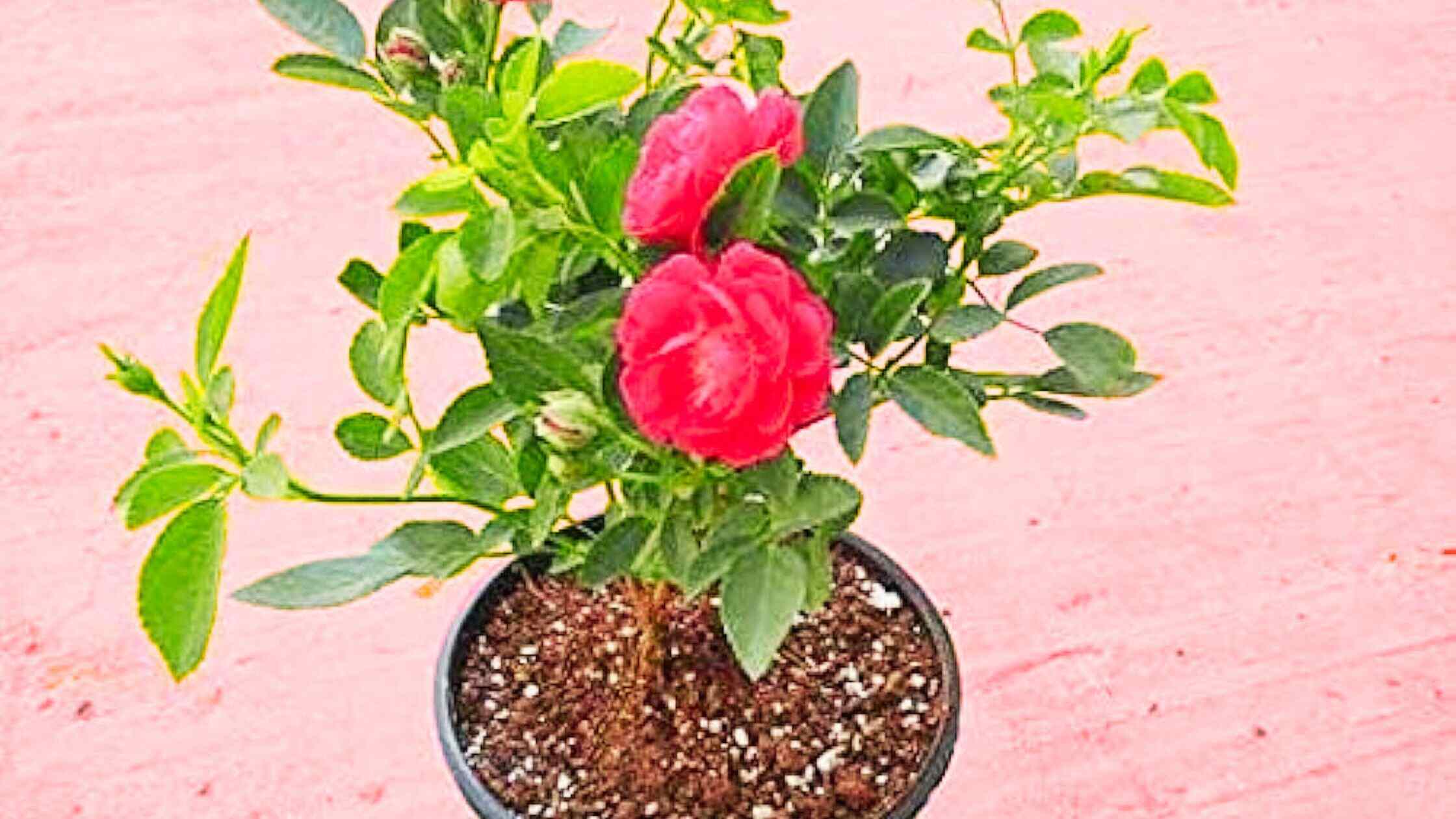 Nursery Rose Plant