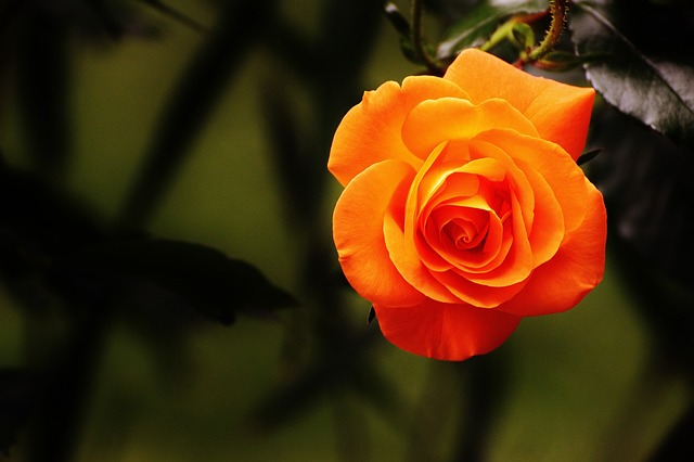 Orange Rose