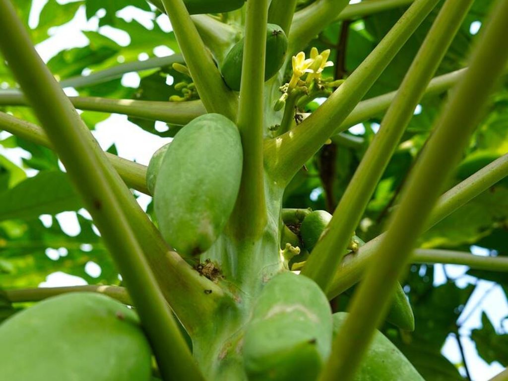 Papaya Fruit After Pollination