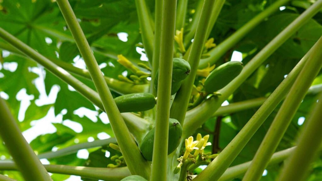 Papaya Fruit Flower