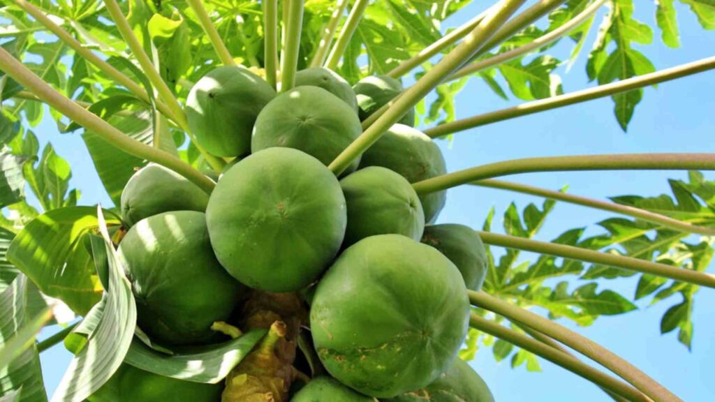 Papaya Fruit for Harvesting