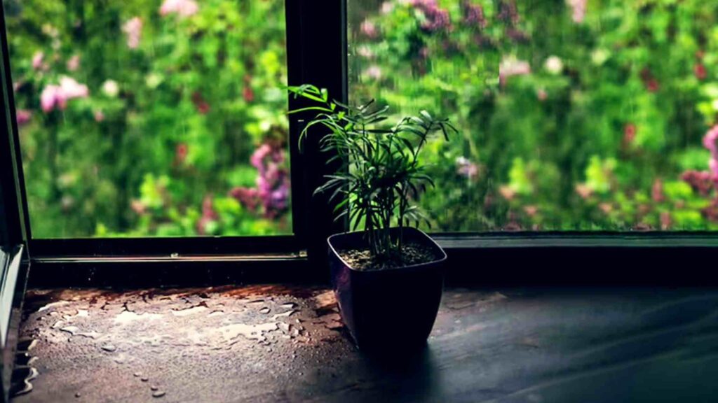 Plant Under Balcony