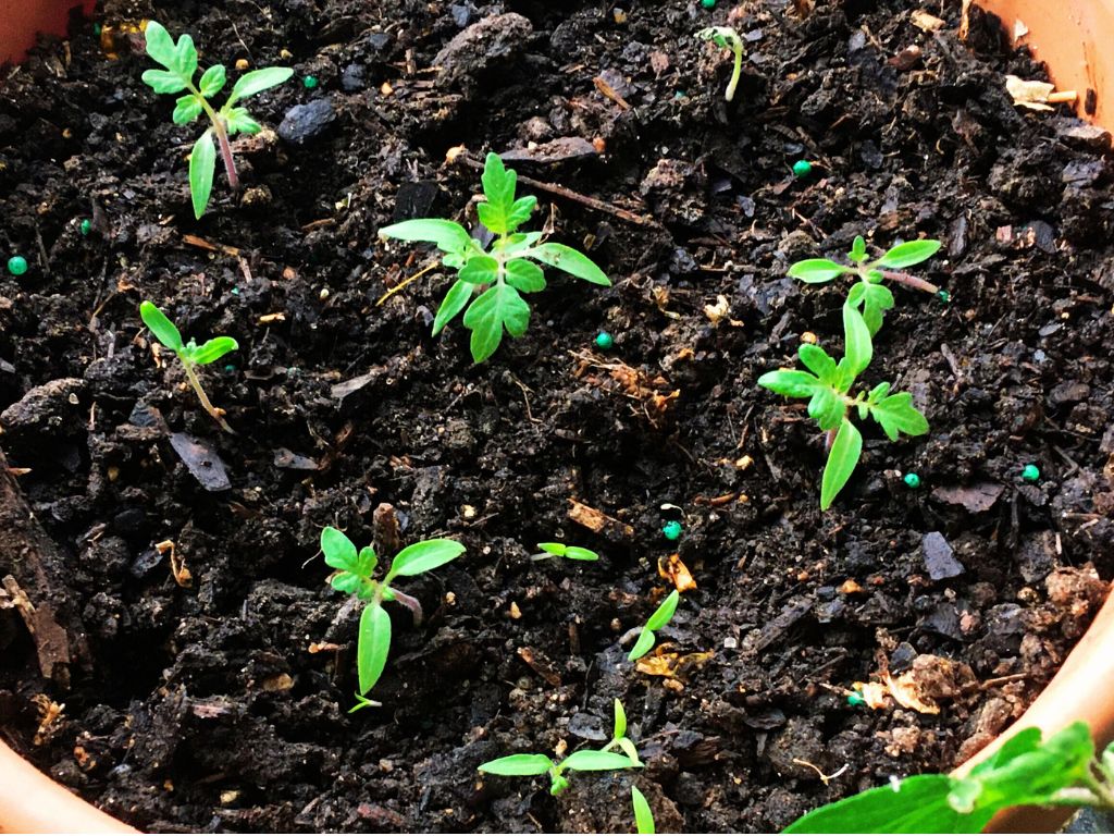 Planting Cherry Tomatoes Seeds