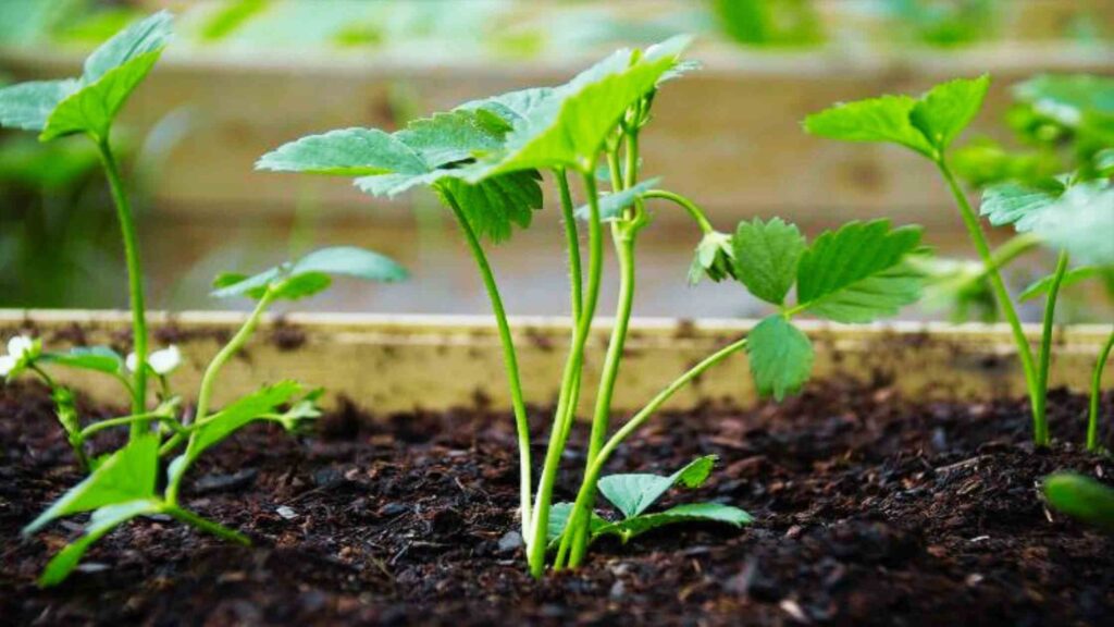 Transplanting Strawberries Plant