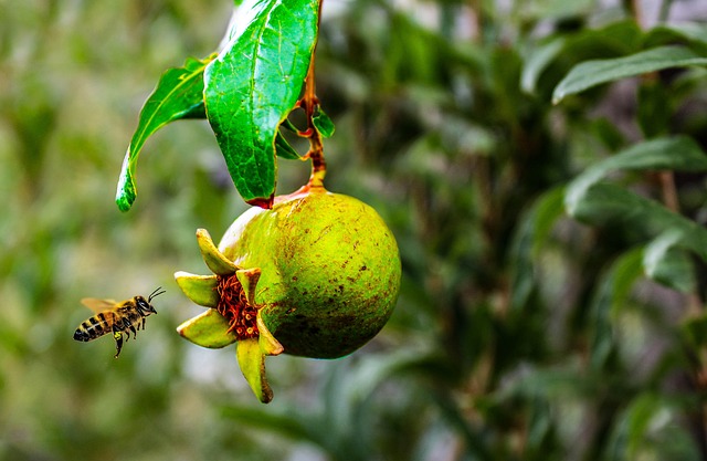 Pollination on Pomegranate Fruit