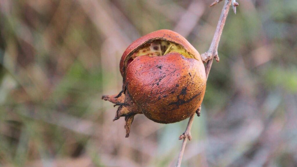 Pomegranate Fruit Cracking