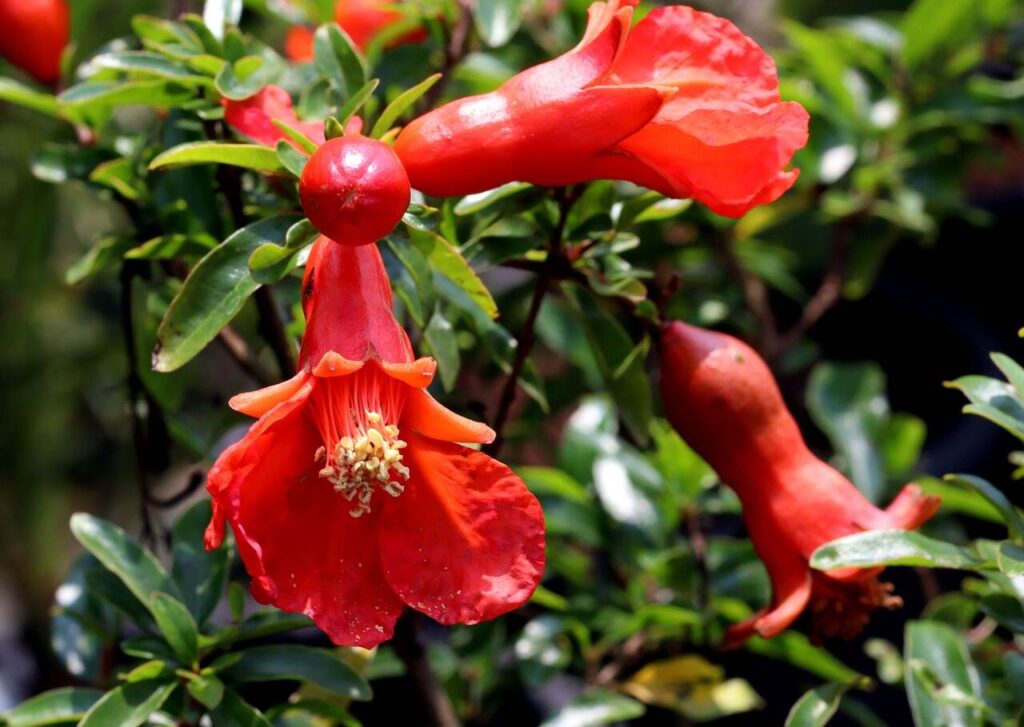 Pomegranate Flowers