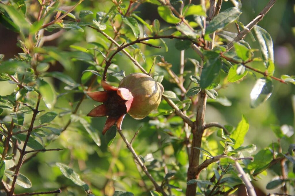 Pomegranate Fruit Plant