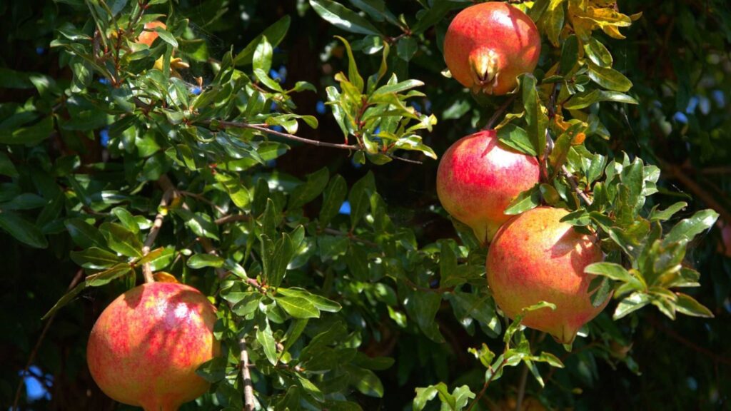 Pomegranate Fruit