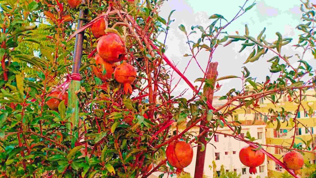 Pomegranate Fruit