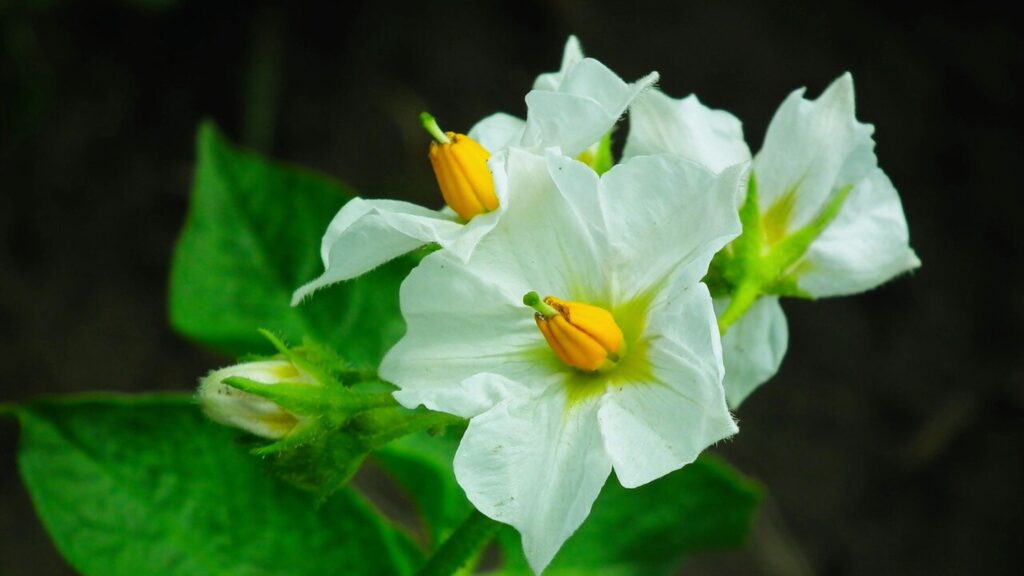 Potatoes Flowers