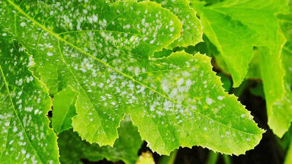 Powdery Mildew Diseases