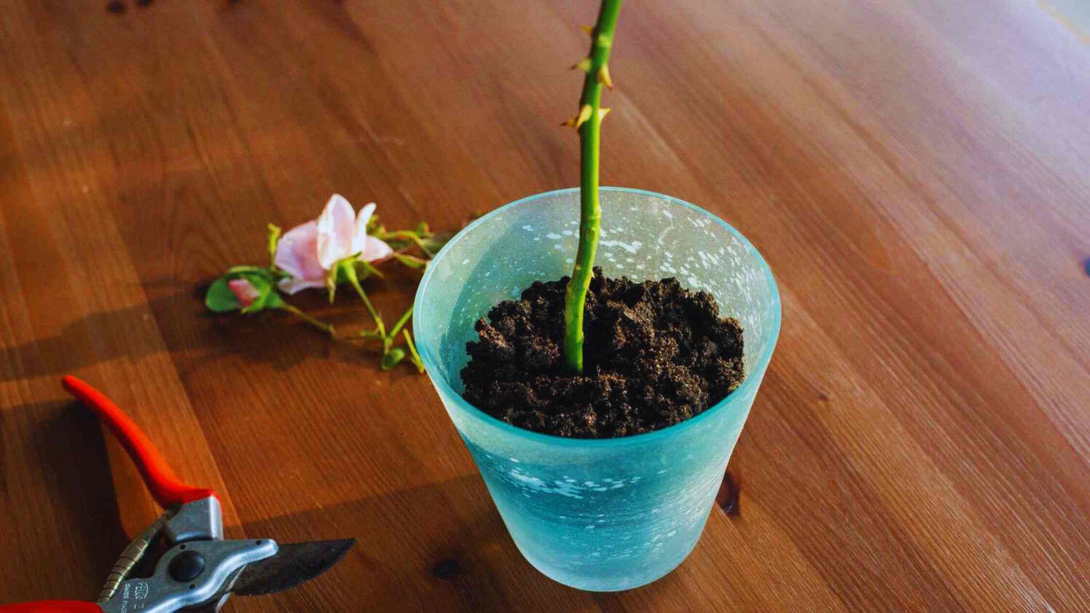 Propagate Roses From Stem Cuttings