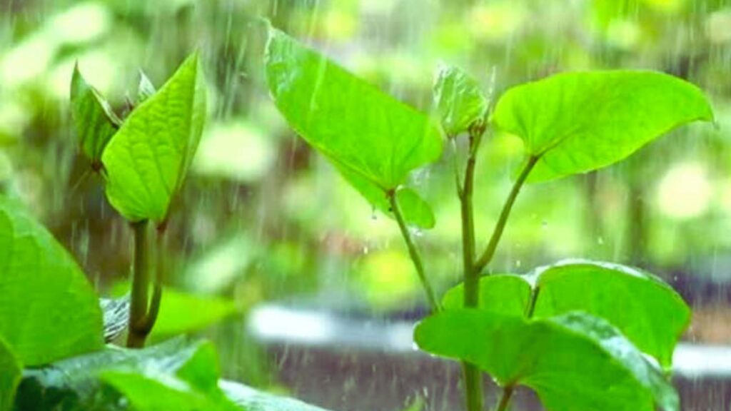 Protect Plants from Rainy Season