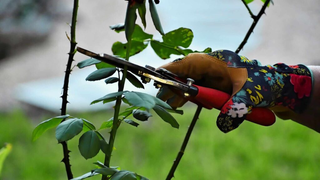 Pruning the Rose Plant