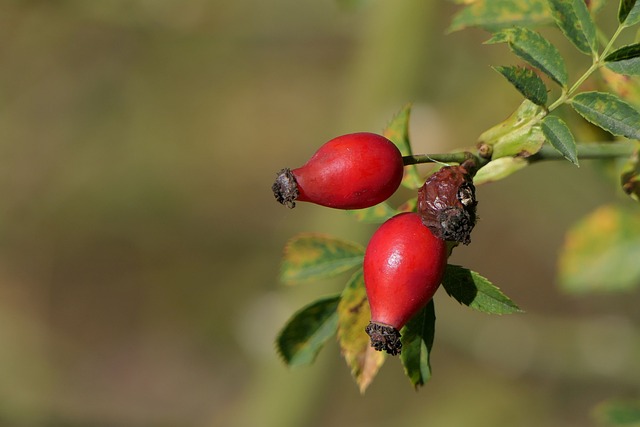 Red Rose Hip