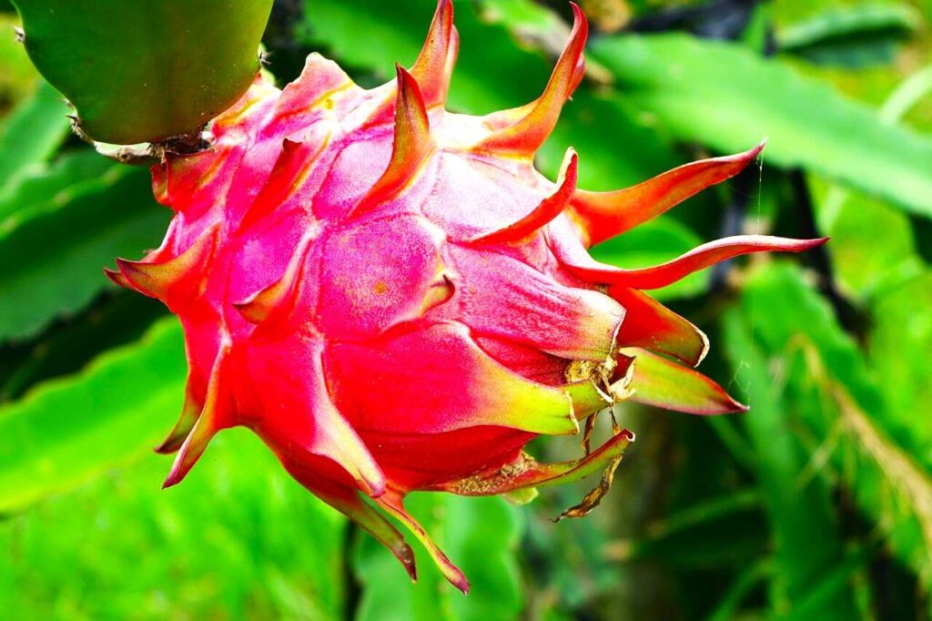 Red Dragon Fruit