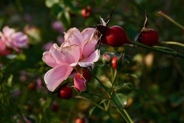 Rose Blossom