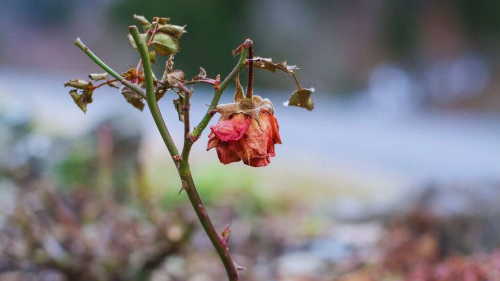 Rose Dieback Disease