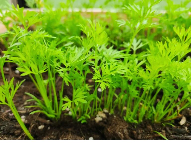 Seedlings Carrot