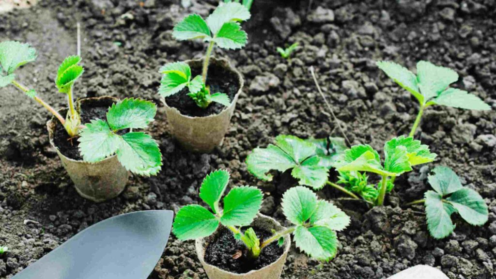 Seedlings Strawberry Plant