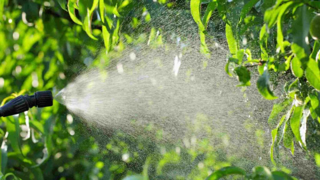 Watering the Plant