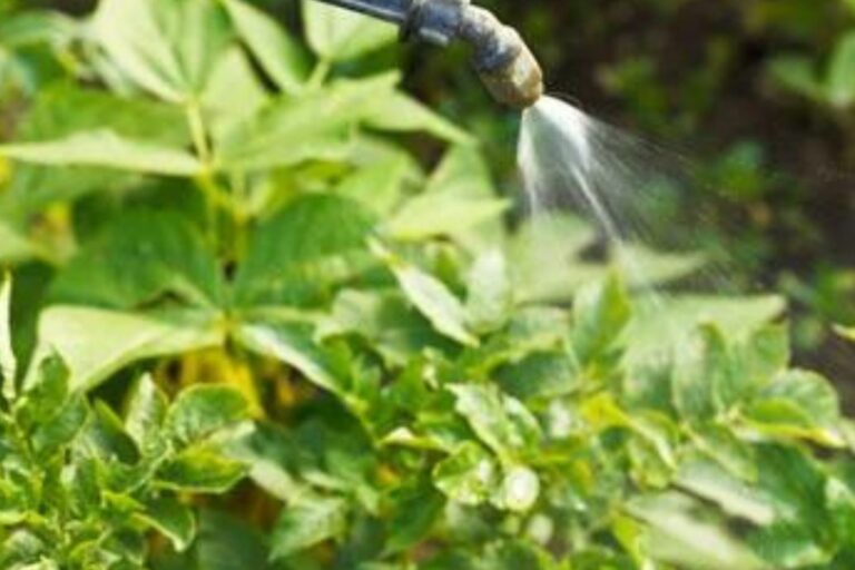 Spraying Fungicide on the Plants