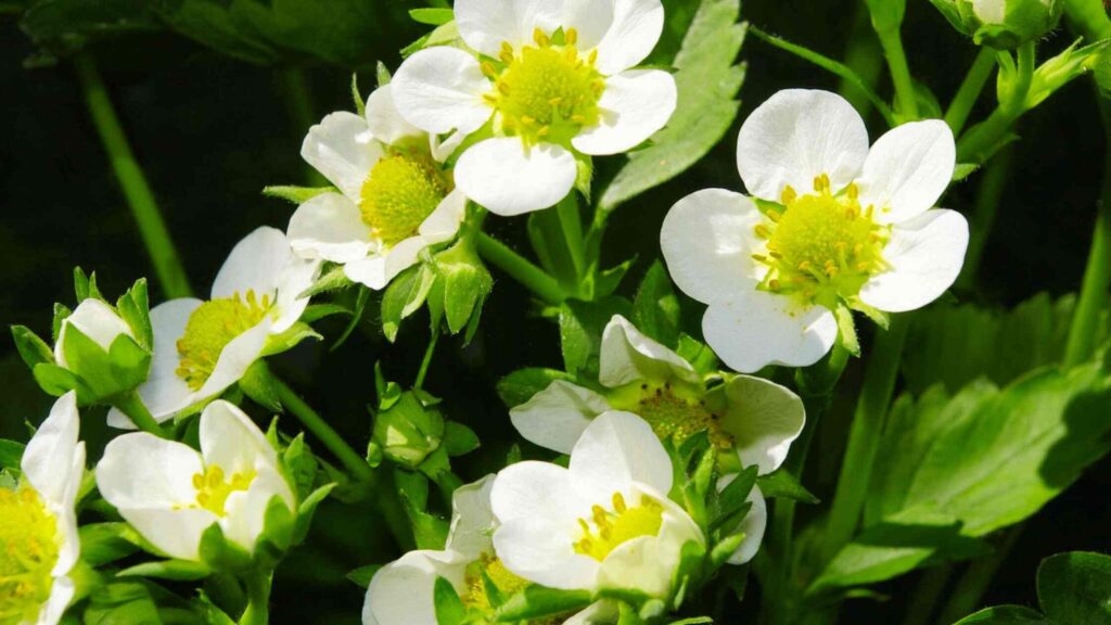 Strawberry Blossoms