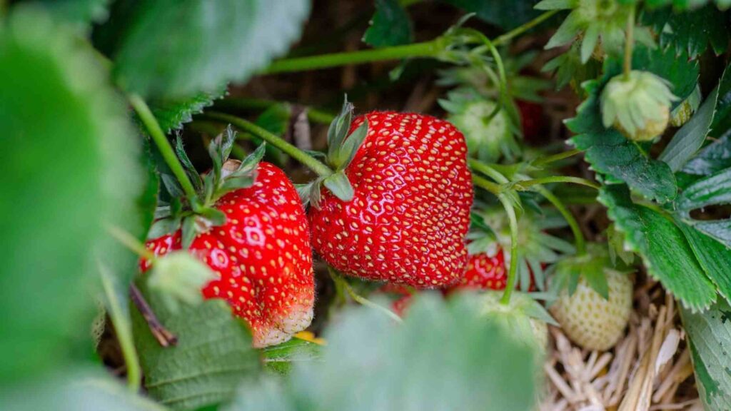 Strawberry for Harvesting