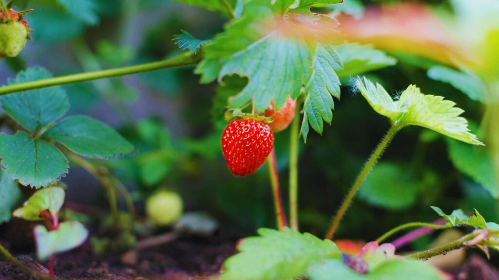 Strawberry Fruit