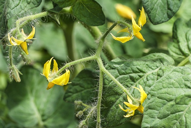 Tomato Blossom