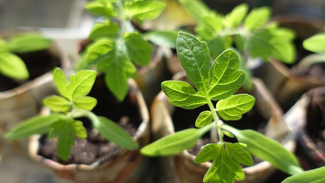 Tomato Seedling Plants