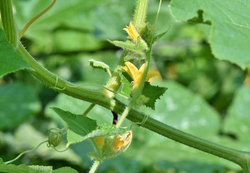 Tomato Blossom