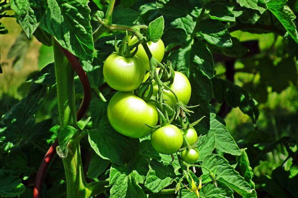 Tomato for Harvesting