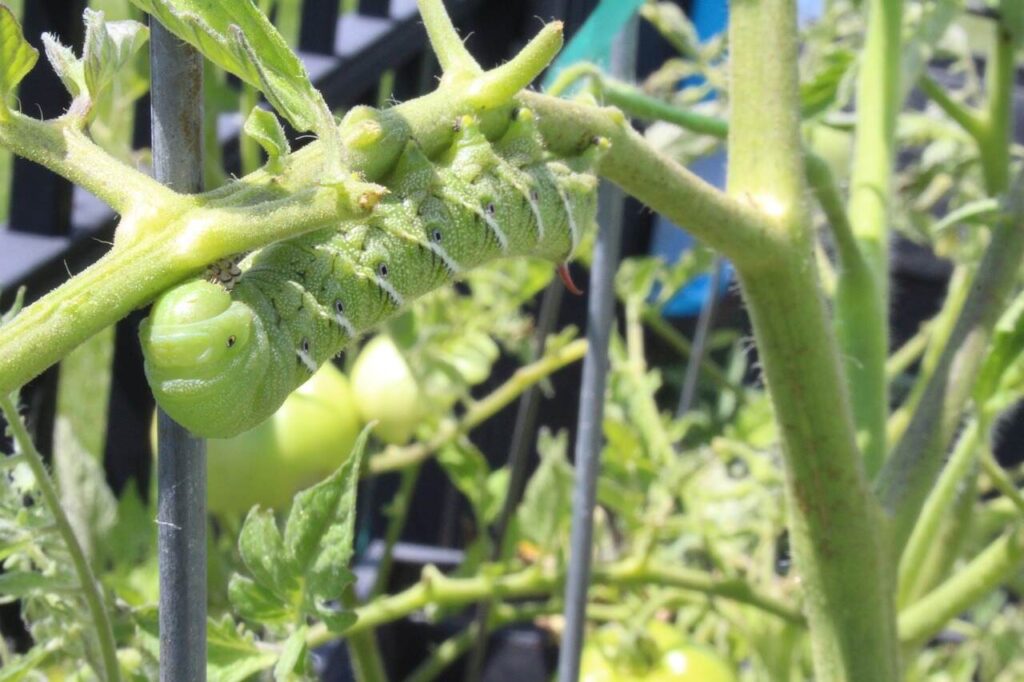 Tomato Plant Insect