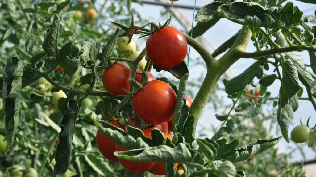 Tomato Vegetables