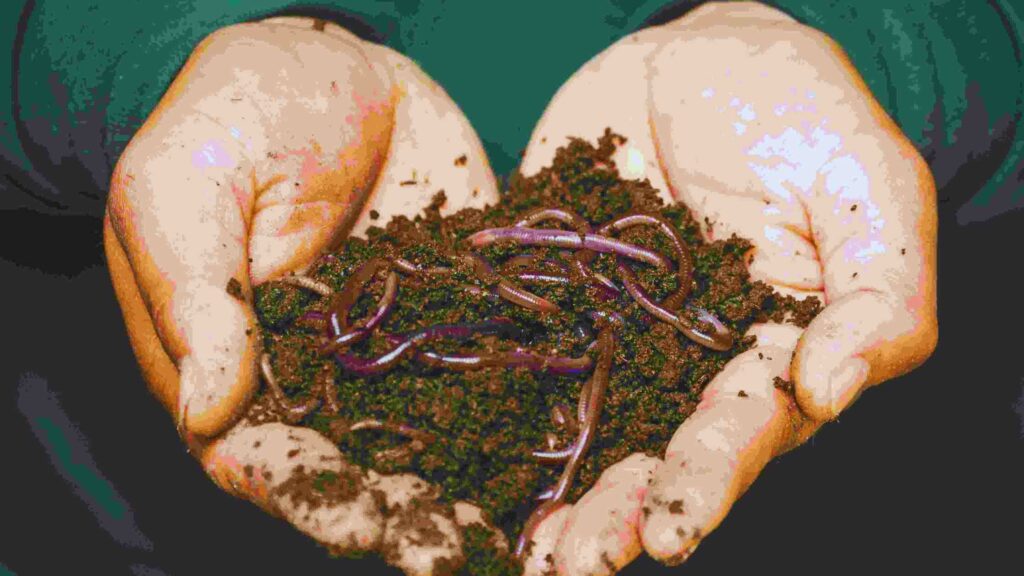 VermiCompost