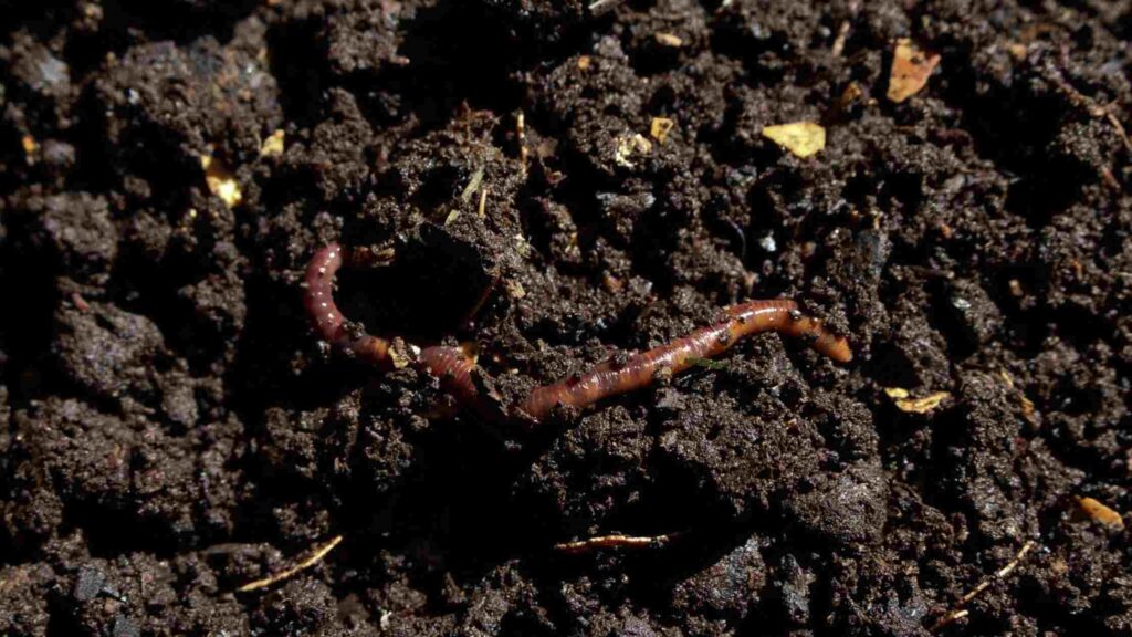 Vermicompost