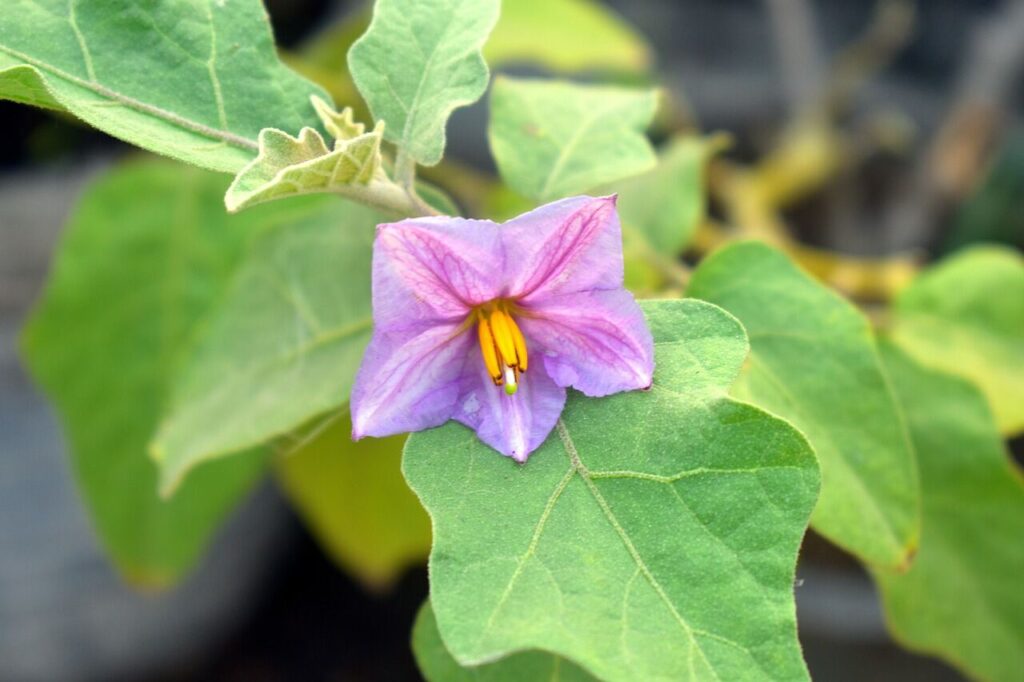 Brinjal Flower